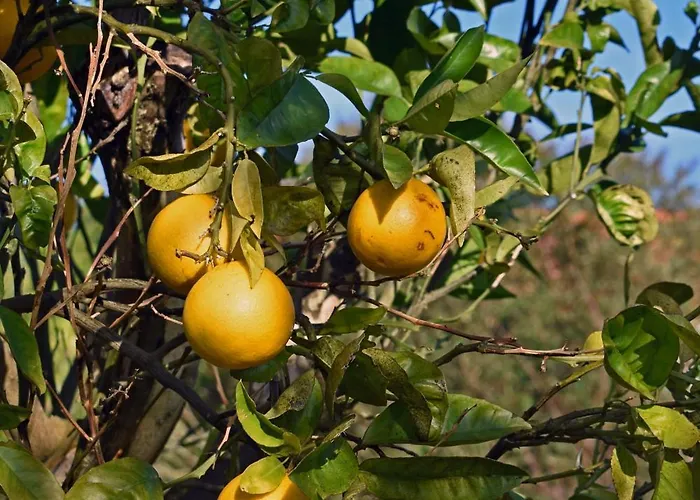 Casal Laranjeiras Vakantiehuis Óbidos